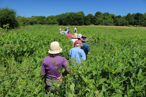 Prairie Walk
