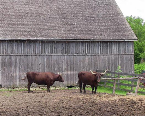 Oxen at Garfield Farm